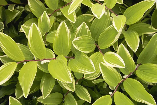 Зеленые Листья Саду Природный Фон — стоковое фото