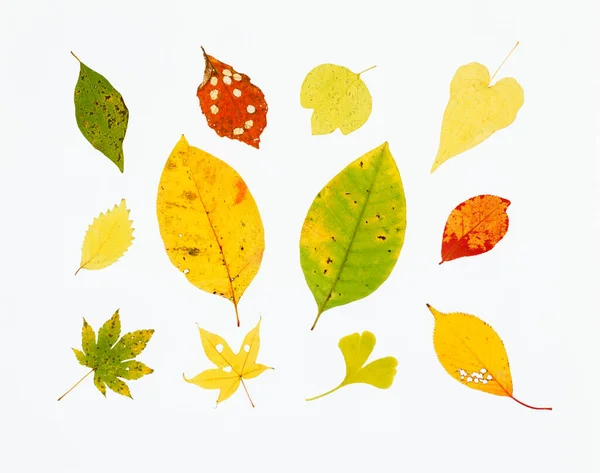 colorful fall leaves isolated on white background