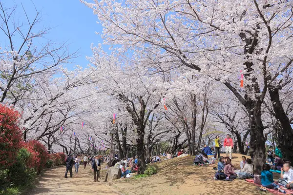 Cherry Blossoms People Park Japan Tokyo — Stock Photo, Image
