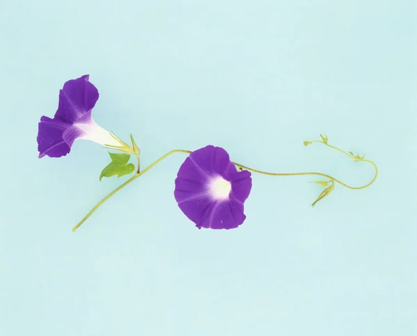 Красиві Квіти Крупним Планом Концепція Природи — стокове фото