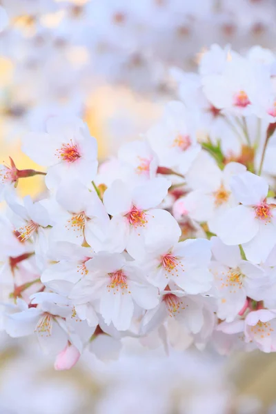Красивые Розовые Сакуры Цветущие Деревья Саду — стоковое фото