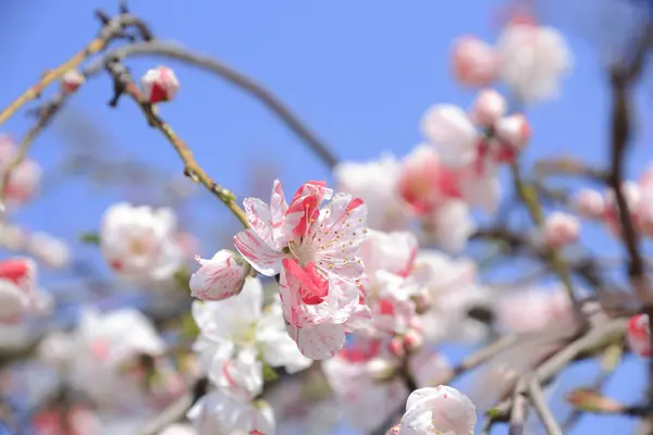 Bellissimi Fiori Sakura Rosa Giardino — Foto Stock