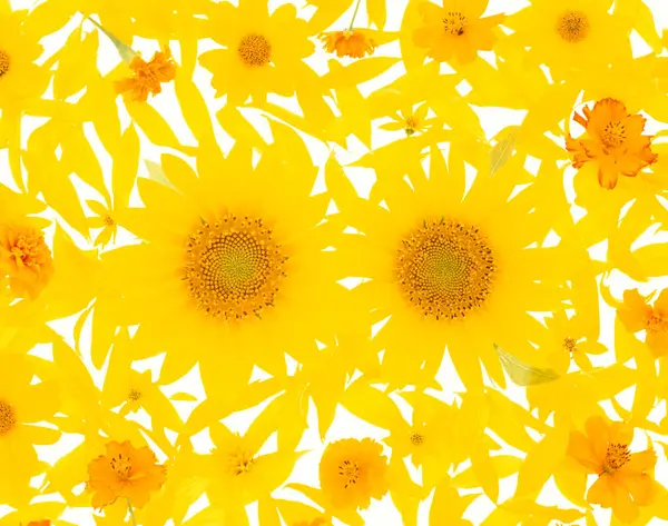 Vackra Blommor Närbild Natur Koncept — Stockfoto