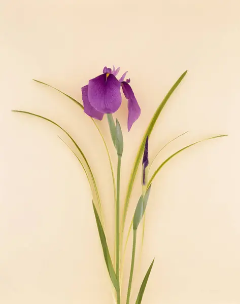 Квітка Райдуги Білому Тлі — стокове фото