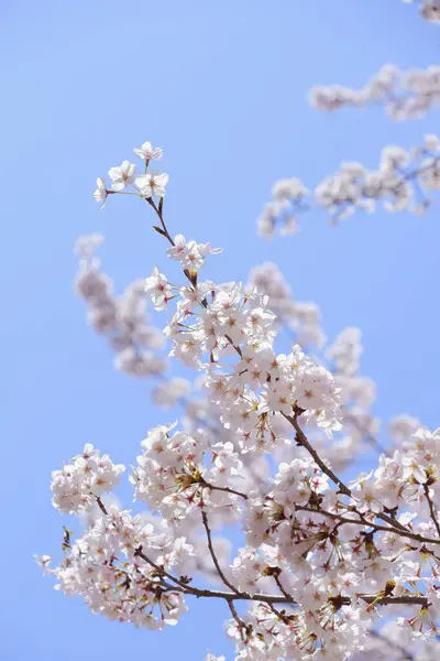 Schöne Rosa Sakura Blüten Garten — Stockfoto