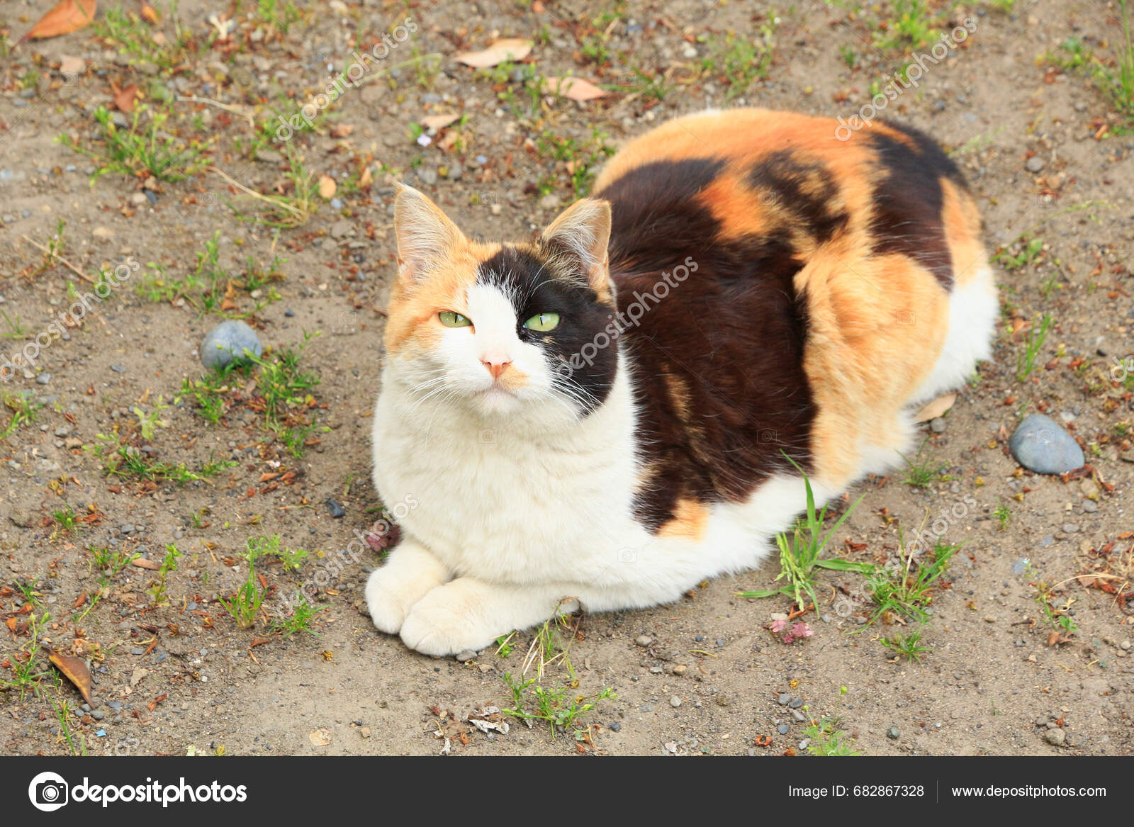 Chat calico images libres de droit, photos de Chat calico | DepositPhotos, image size:1600x1167
