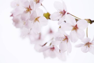 Kiraz çiçekleri, yaklaşın. 