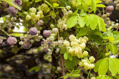 Güzel çiçekler, yakın görüş, doğa konsepti.