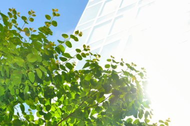 Ağaçtaki yapraklar