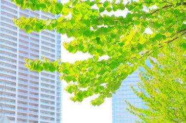 Şehirdeki modern binaların önündeki yeşil ağaç