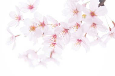 beyaz bir arka plan üzerinde pembe kiraz çiçekleri 