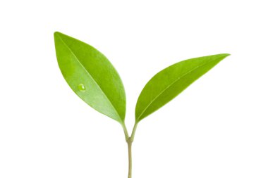 Beyaz arkaplanda yeşil çay yaprağı izole