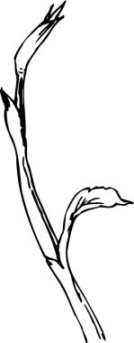 Ağaç dalının elle çizilmiş çizimi