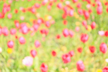 Bahçedeki güzel lalelerin bulanık manzarası 