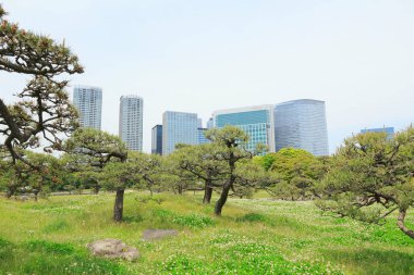 Tokyo, Japonya 'daki Hama-rikyu bahçeleri.