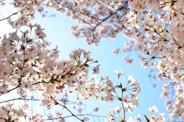 Güzel bahar beyaz çiçekleri 