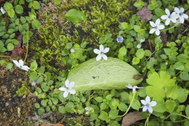 Yeşil yaprakların, çiçeklerin, bitkilerin ve yaprakların yakın görüntüsü 