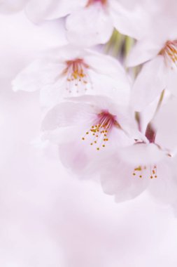 pembe kiraz çiçekleri yakın çekim