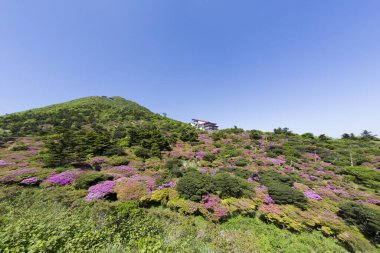 Güneşli bir günde doğanın manzarası.