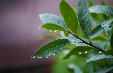 Dallarda yeşil yapraklar ve su damlaları