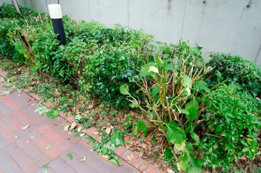 Kaldırım kenarında büyüyen yeşil bitkiler