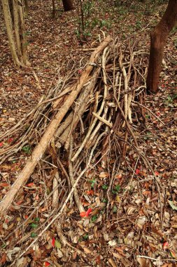 kurumuş dallar ve düşmüş yapraklar
