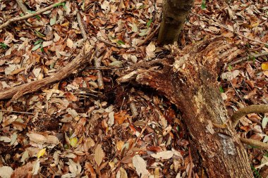 kurumuş dallar ve düşmüş yapraklar