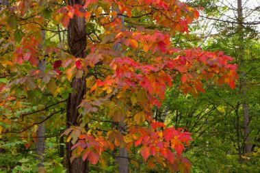 Ormanda kırmızı akçaağaç, sonbahar mevsimi