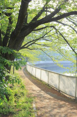 Yeşil ağaçları ve gölü olan güzel bir park manzarası