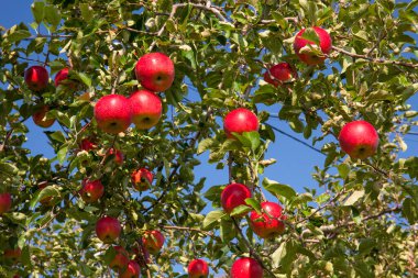 Meyve bahçesindeki kırmızı elmalar yemeye hazır.