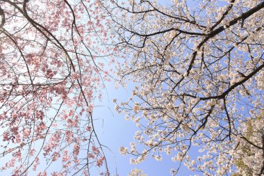 Japonya 'da kiraz çiçekleri, Tokyo