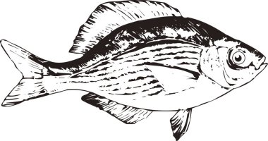 Beyaz arkaplandaki balıkların gösterimi