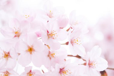 Pembe kiraz çiçeği, sakura çiçekler