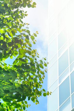 bahçede ağaç yeşil yaprakları