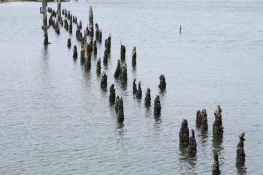 Sakin su yüzeyinden çıkan yıpranmış tahta direkler.