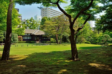 Tokyo Tokyo Tokyo Kasım 2712 Kimliği belirsiz sonbahar yaprakları Yoyogi shen ulusal bahçesinde.