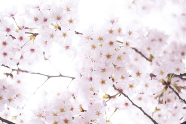 Güzel çiçek açan kiraz çiçeklerinin yakın görüntüsü