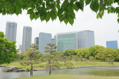 Tokyo, Japonya 'daki Hama-rikyu bahçeleri.