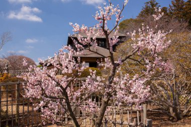 Japonya 'da baharda güzel sakura çiçekleri açar.