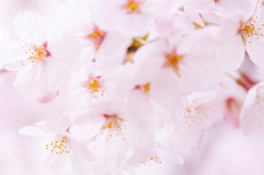 Pembe kiraz çiçeği, sakura çiçekler