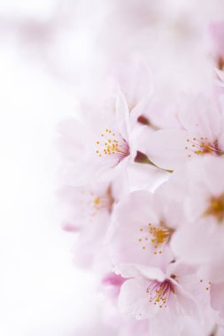 pembe kiraz çiçekleri yakın çekim