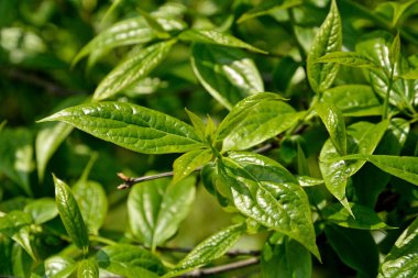 Çalıların yaprakları ve dalları