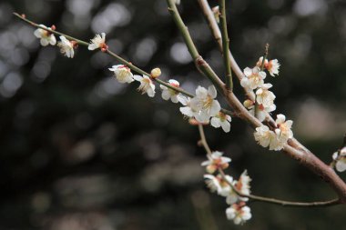 Bahçedeki kiraz çiçeklerine yaklaş.    