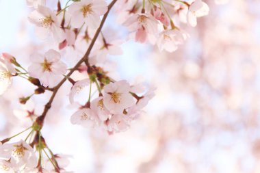 Japonya 'da kiraz çiçekleri, Tokyo