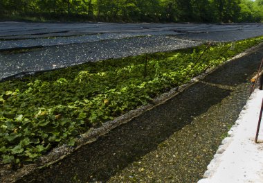 Baharda bahçeyi sulamak..