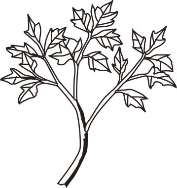 Yapraklı ağaç dalının el çizimi çizimi