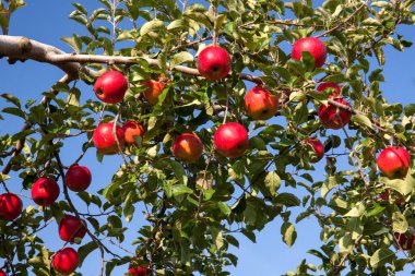 Ağaç dalında yetişen olgun kırmızı elmalar..