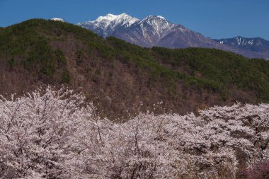 Japonya 'da baharda parkta güzel sakura çiçeklerinin manzarası.