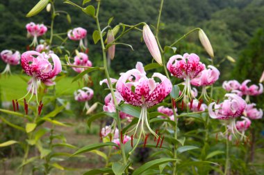 Çayırdaki güzel pembe zambak çiçekleri