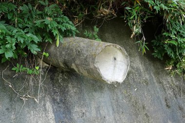 Çimenlikle çevrili kayalık yüzeyden çıkan içi boş kütük